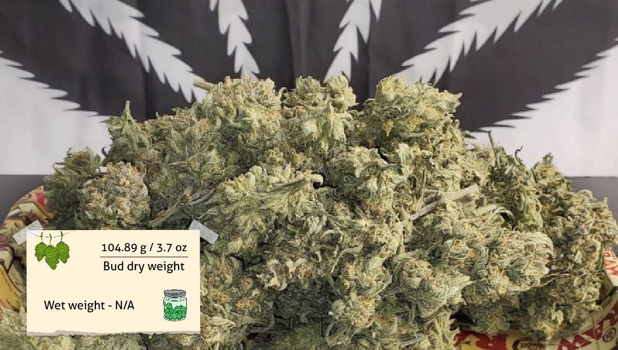 Forbidden Runtz Auto Cannabis Strain Week-by-Week Guide: A heap of dry cannabis buds on a tray with a FastBuds fridge magnet in the foreground