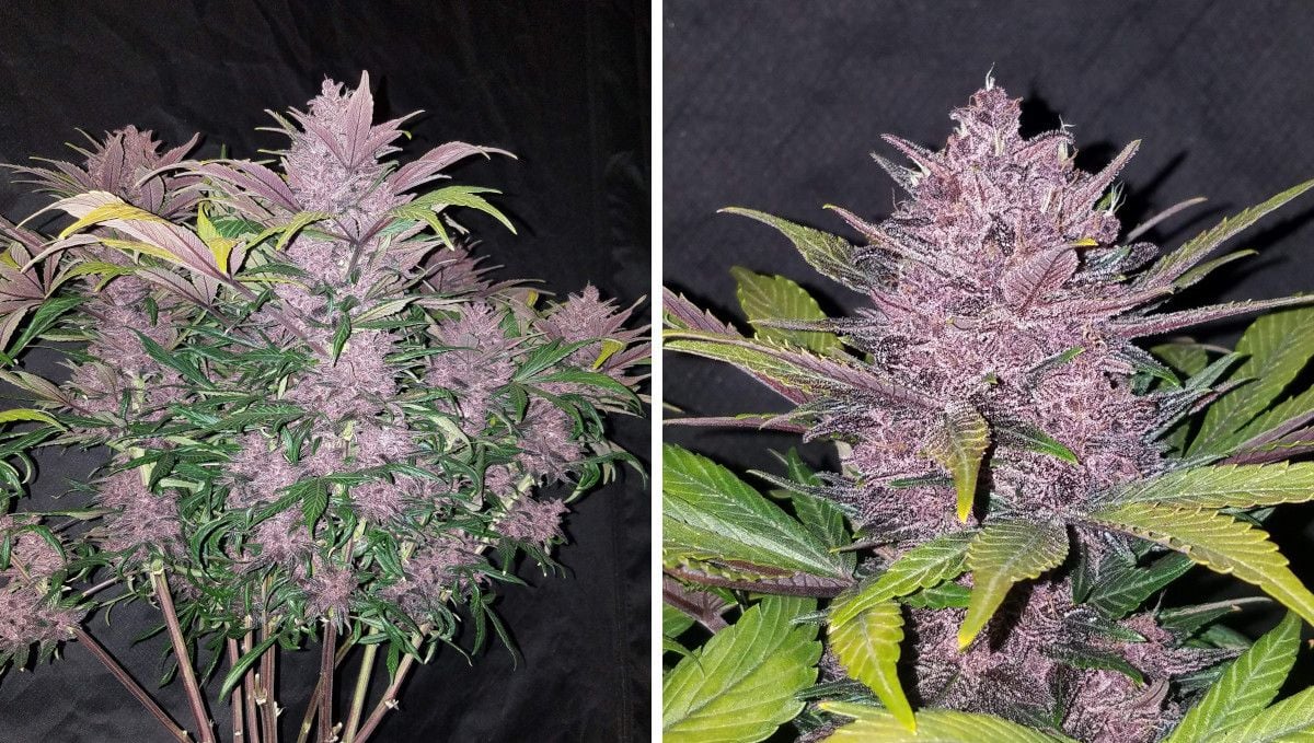 Blackberry Auto cannabis strain: ripening and harvest | weeks 10 | a purple autoflower with many equal-size branches covered by flowers and a closeup of one such bud Blackberry Auto cannabis strain: ripening and harvest | weeks 10 | a purple autoflower with many equal-size branches covered by flowers and a closeup of one such bud