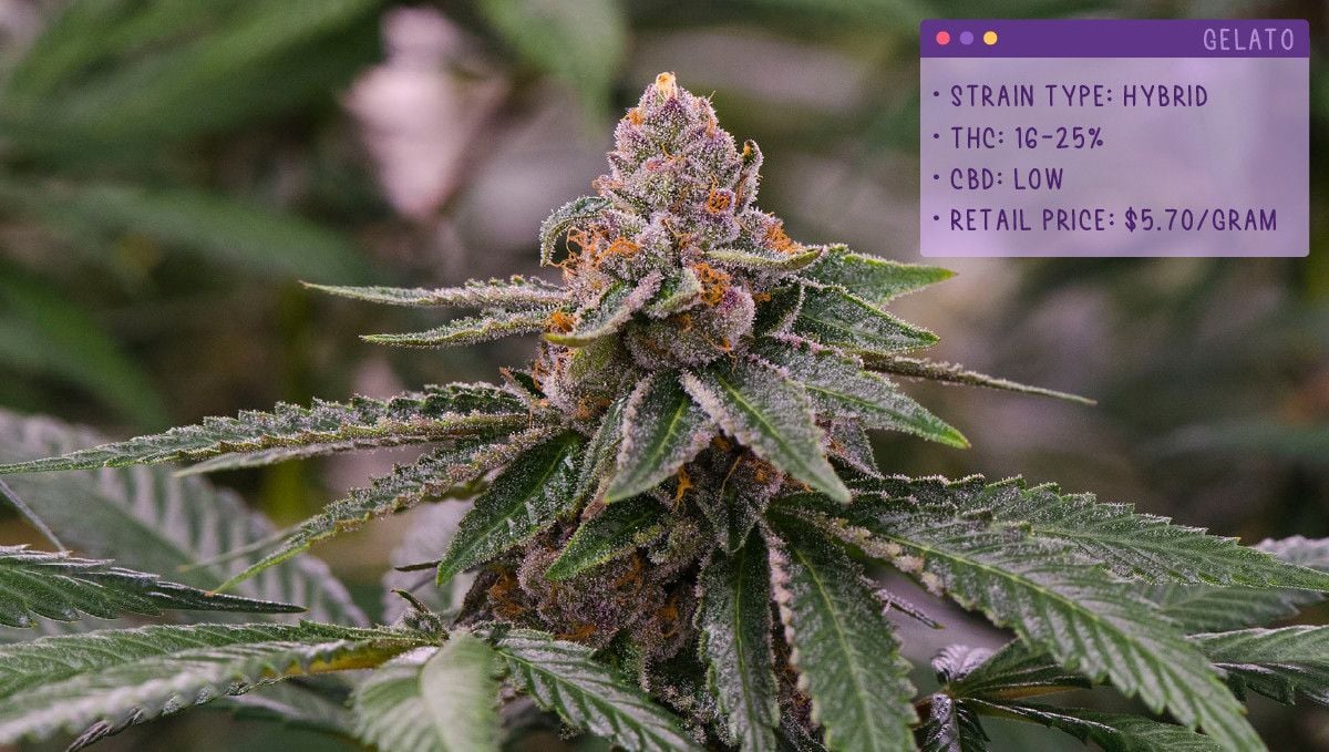 22 Best Weed Strains To Try In 2022 | Fast Buds