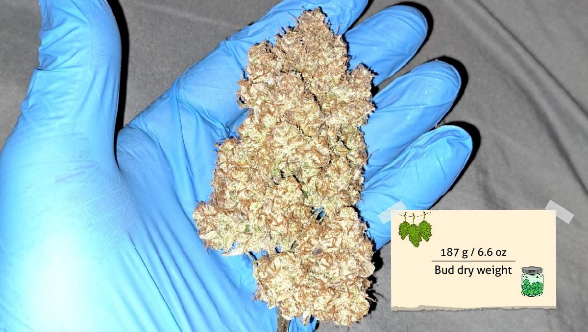 Strawberry Gorilla Auto Cannabissorte: Ertrag | Eine große, getrocknete und fermentierte Autoflower-Knospe