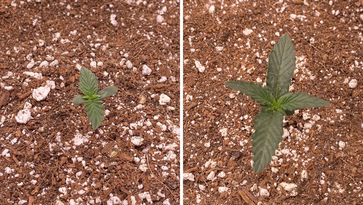 Watermelon Z Auto cannabis strain: germination and seedling stage | week 1 | the progress of a sprout in a latter part of the 1st week