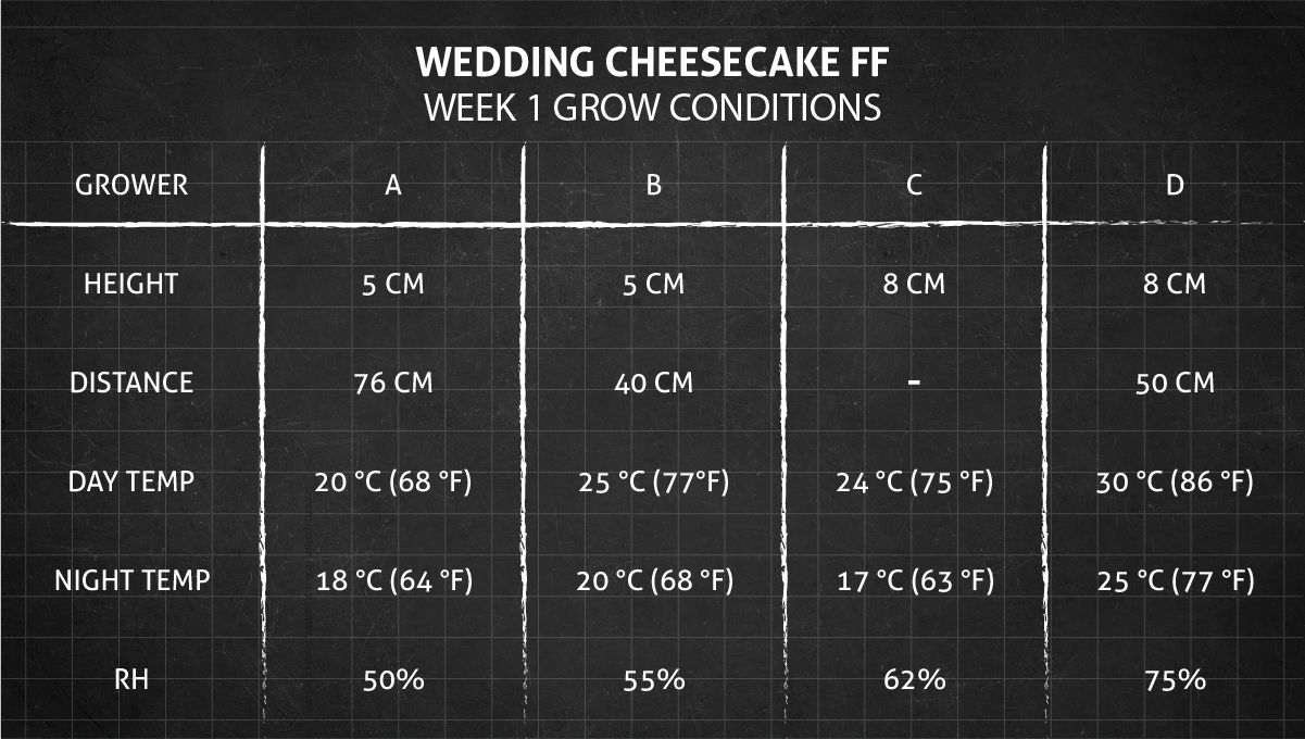 Wedding Cheesecake FF cannabis strain: week 1 grow conditions Wedding Cheesecake FF cannabis strain: week 1 grow conditions