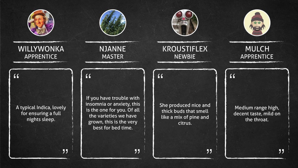 Critical Kush Auto cannabis strain: smokers’ quotes