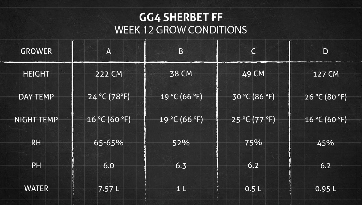 GG4 Sherbet FF cannabis strain: week 12 grow conditions