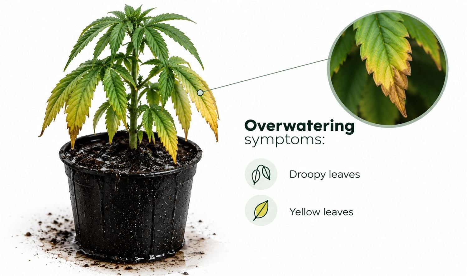Common cannabis seedling problems: overwatering Common cannabis seedling problems: overwatering