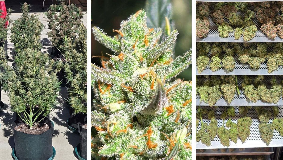 Apricot Auto by Chubbs