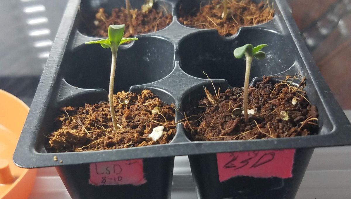 LSD-25 Auto cannabis strain: germination and seedling stage | week 1 | two seedlings in tiny starter pots filled with coco