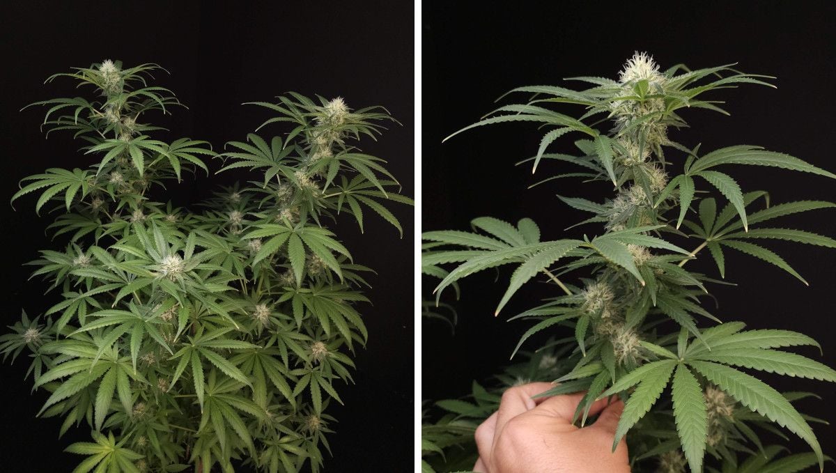 Wedding Cheesecake FF cannabis strain: mid flower (bulk phase) | weeks 10-11 | a grower's hand as he shows off his plant with long immature-looking colas Wedding Cheesecake FF cannabis strain: mid flower (bulk phase) | weeks 10-11 | a grower's hand as he shows off his plant with long immature-looking colas