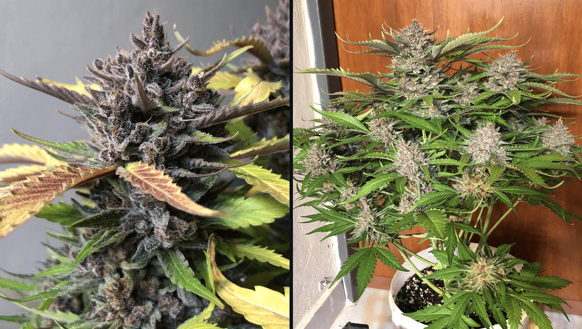 The top 5 most popular autoflower strains: purple punch auto