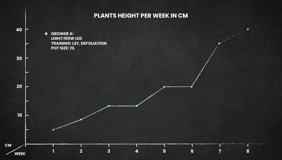 Afghan Kush Auto cannabis strain: height chart