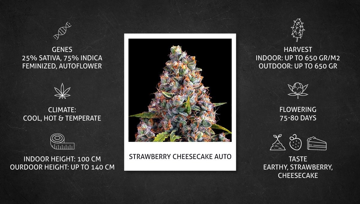 Strawberry Cheesecake Auto cannabis strain: specs sheet