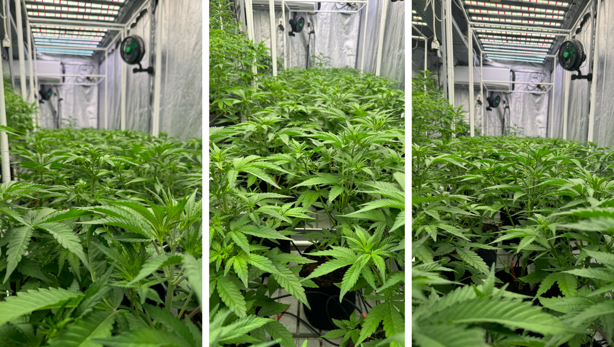 Mother Plants a Few Days After Defoliation