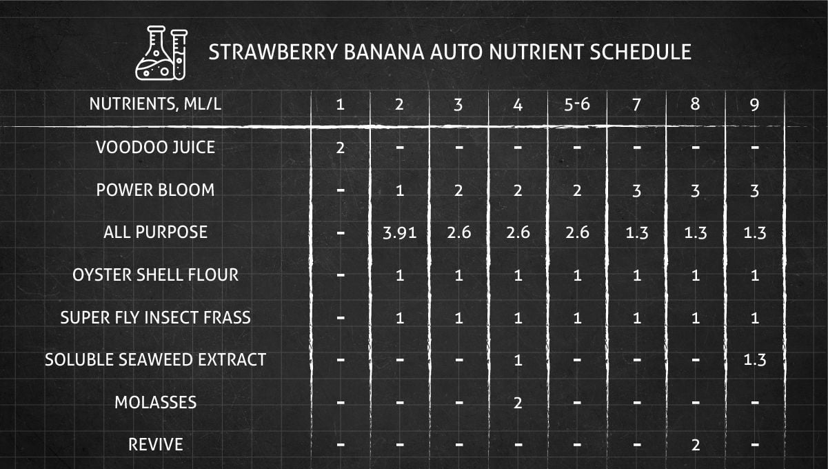 Strawberry Banana Auto cannabis strain: feeding chart for the vegetative and flowering stages