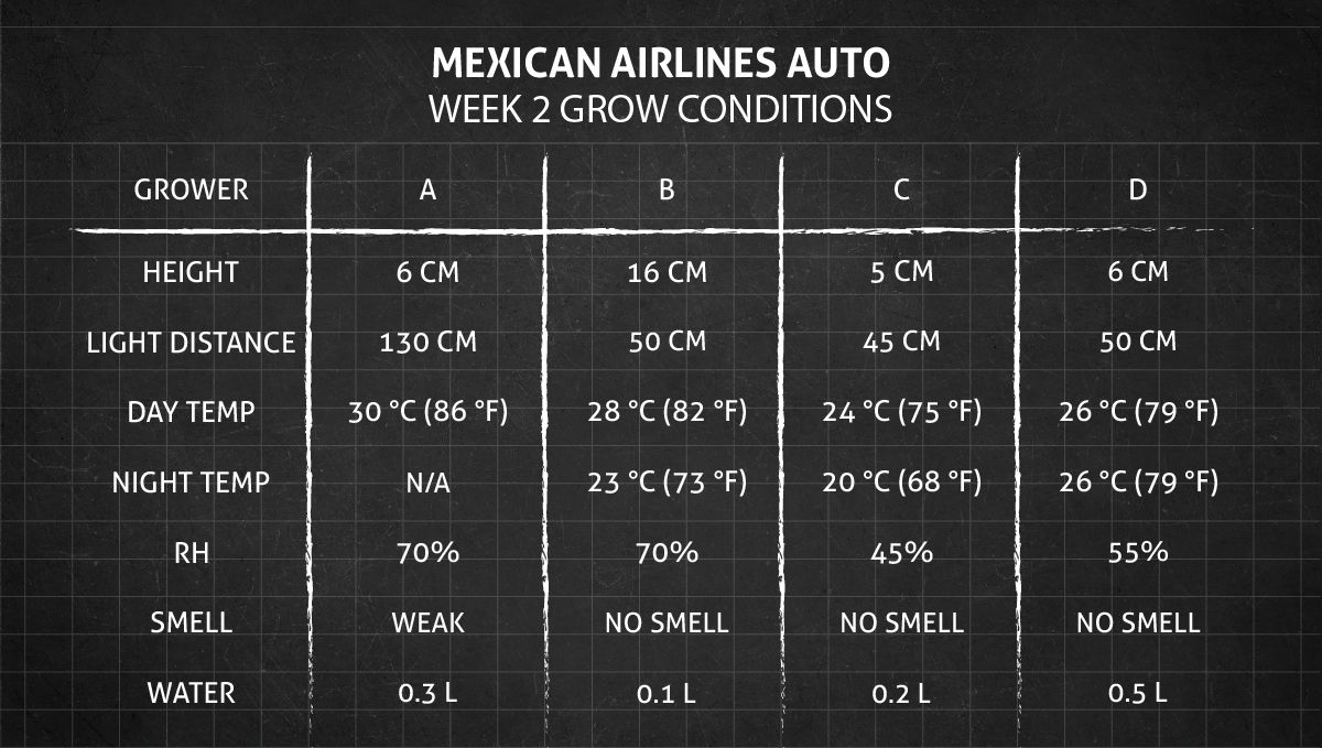Mexican Airlines Auto cannabis strain: week 2 grow conditions