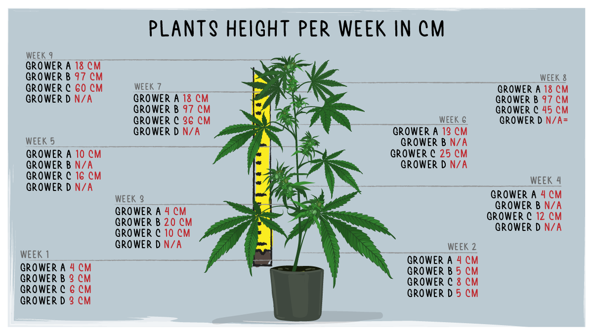 Forbidden Runtz Auto Cannabis Strain Week-by-Week Guide: Height progress, weeks 1-9