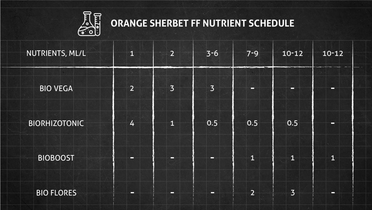 Orange Sherbet FF cannabis strain: veg nutrient schedule
