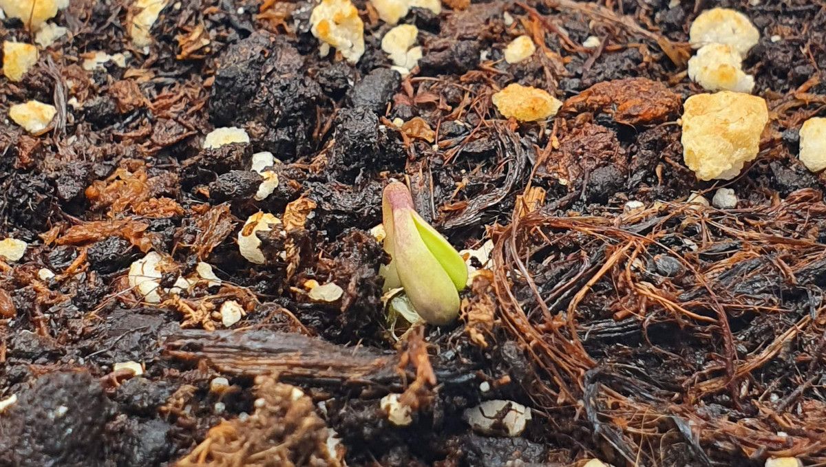 Cherry Cola Auto cannabis strain: germination and seedling stage | week 1 | the seed w/o the helmet head
