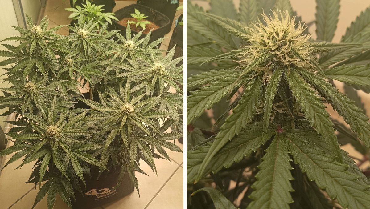 Cream Cookies Auto cannabis strain: early flower | weeks 6-7 | a flowering weed plant indoors seen from above and a closeup of its immature bud