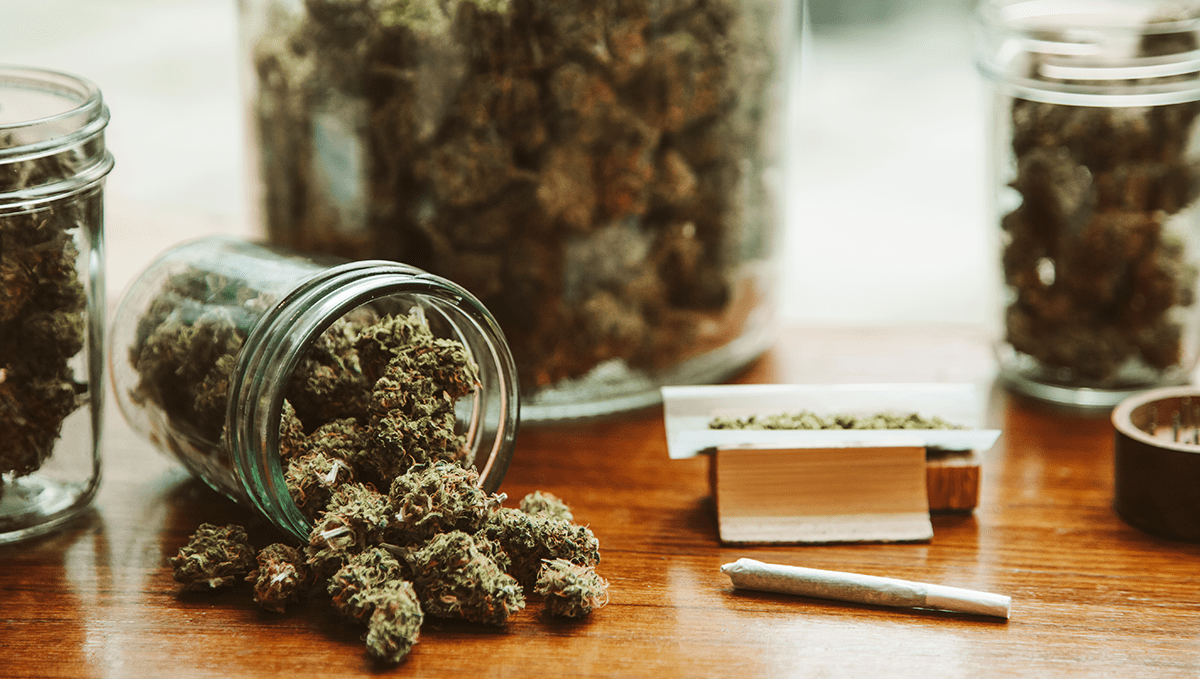 How to grow autoflowering cannabis seeds outdoors: Additional tips for success