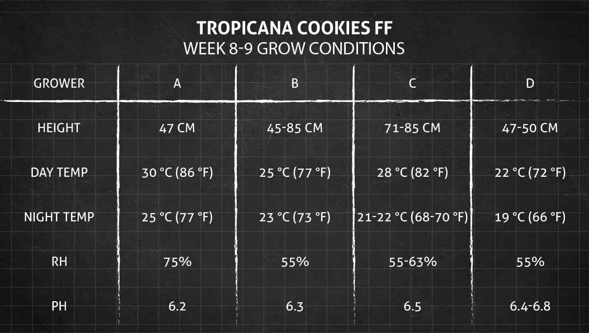 Tropicana Cookies FF cannabis strain: weeks 8-9 grow conditions