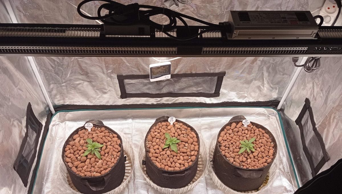 Super Lemon Haze Auto cannabis strain: early veg | week 2 | three young weed plants growing in smart pots with the surface covered with clay pebbles