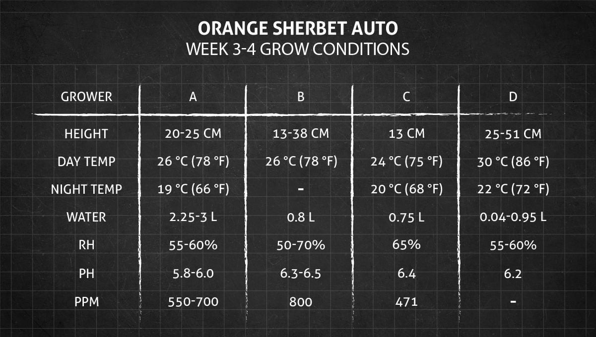 Orange Sherbet Auto Cannabis Strain Week-by-Week Guide: Weeks 3-4 grow conditions