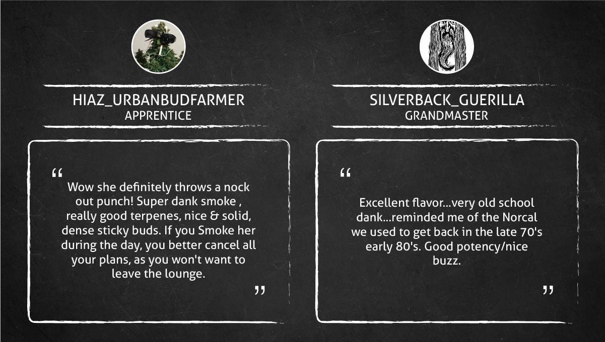 Tropicana Cookies FF cannabis strain: smoke report