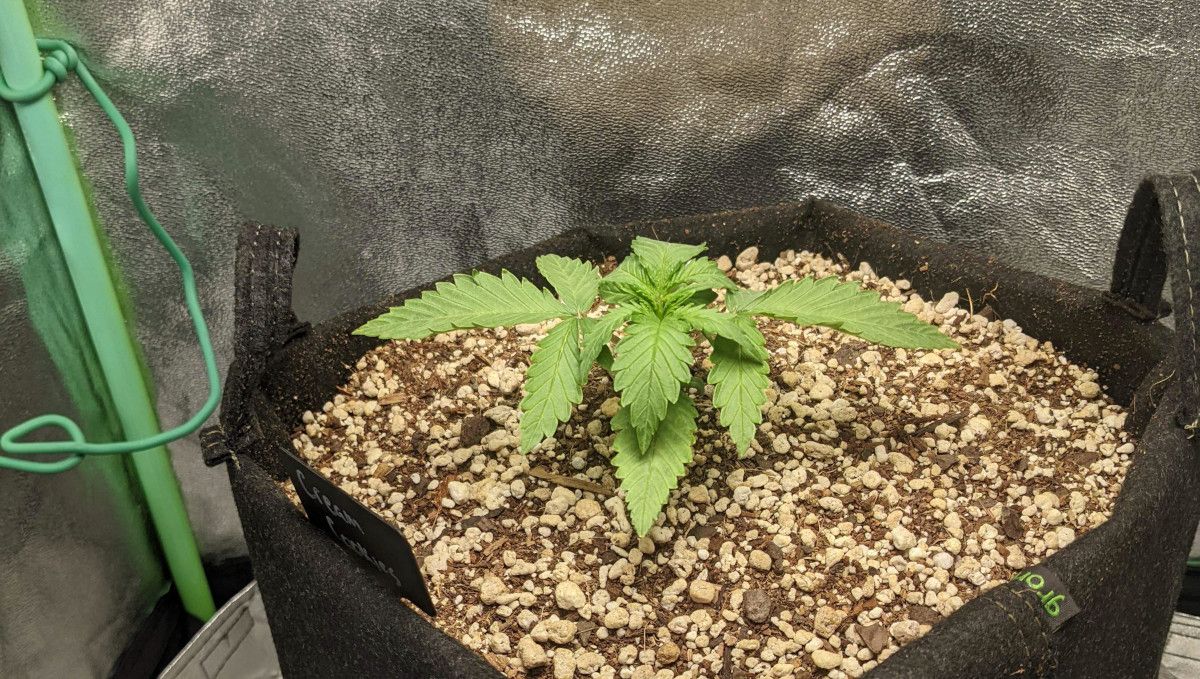 Cream Cookies Auto cannabis strain: early veg | week 2 | a big and sturdy young plant growing in a smart pot filled with soil