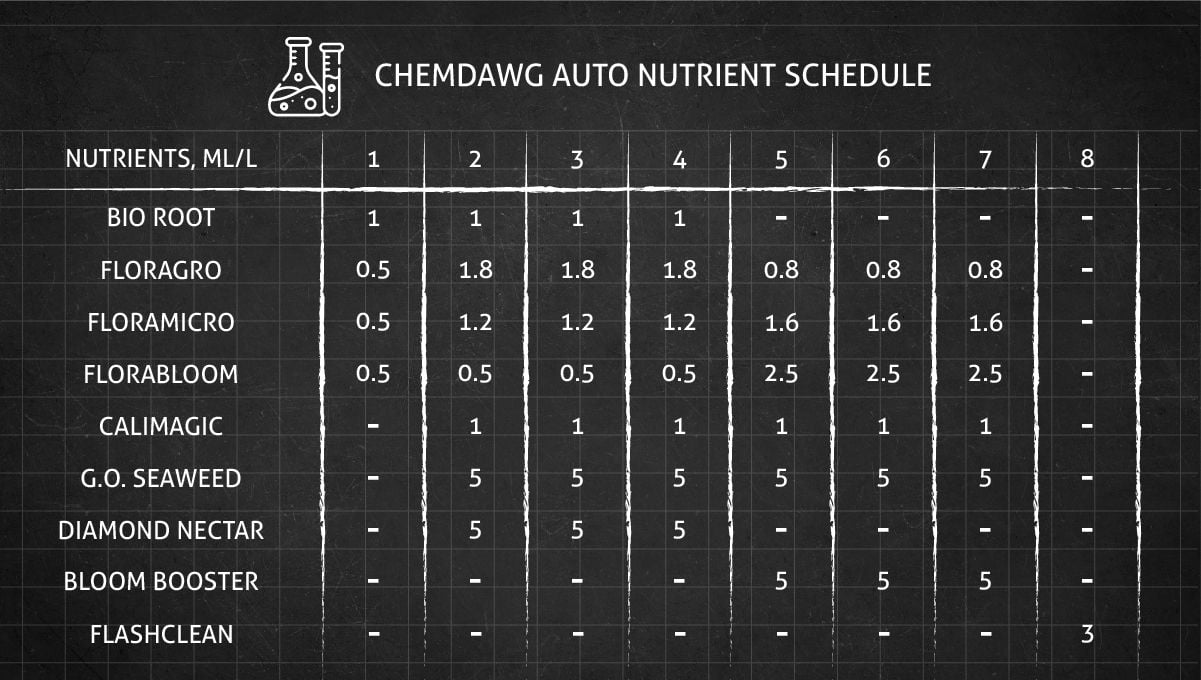 Chemdawg Auto cannabis strain: feeding chart for the vegetative and flowering stages Chemdawg Auto cannabis strain: feeding chart for the vegetative and flowering stages