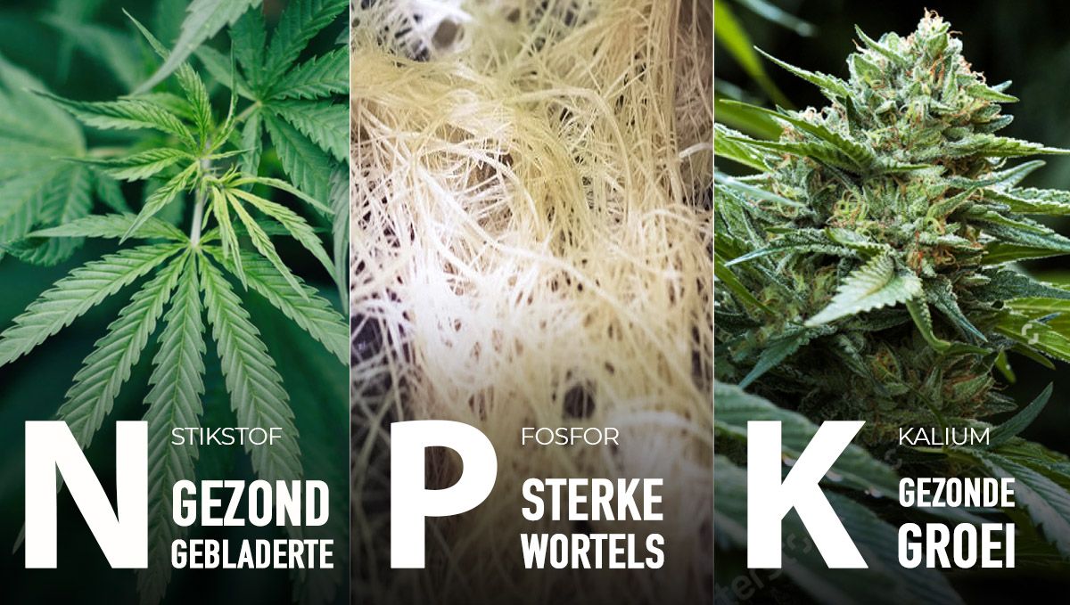 Je knoppen laten aandikken voor je beste oogst ooit: NPK