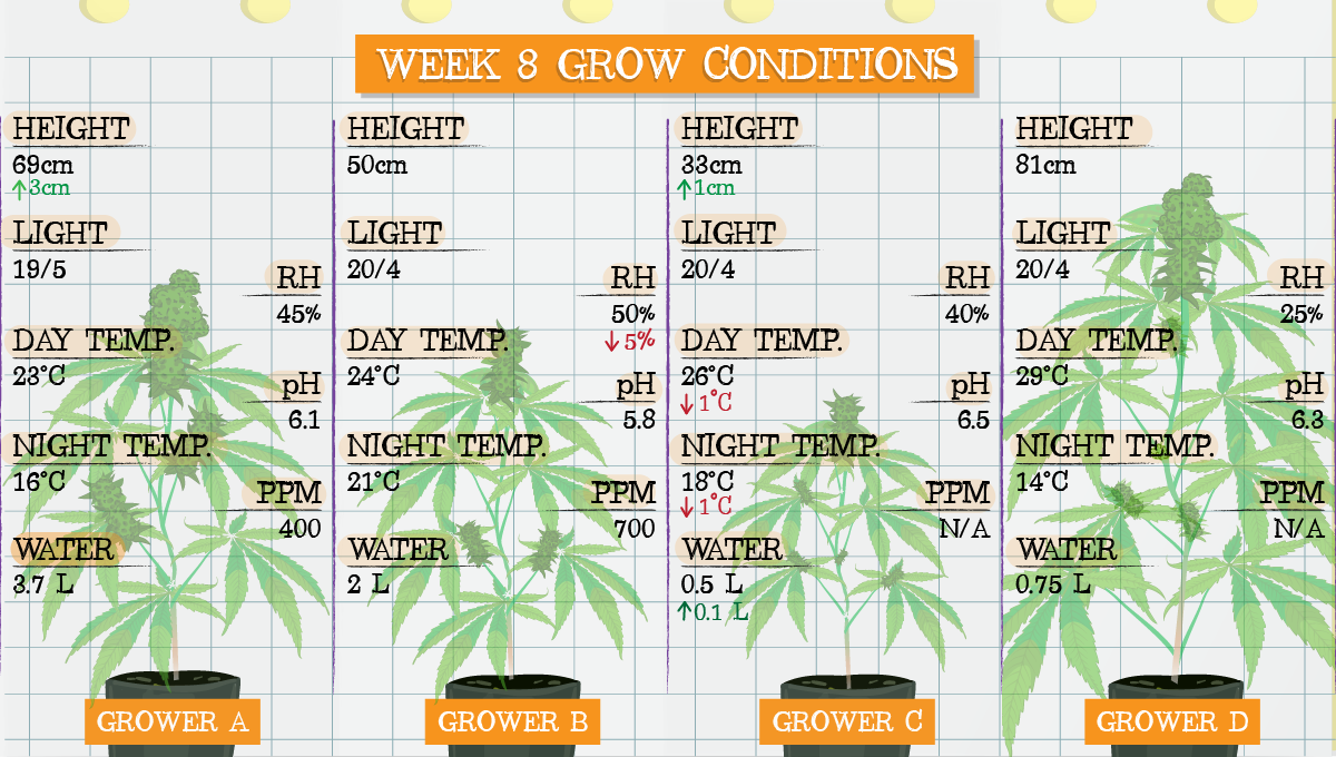 Strawberry Pie Auto Cannabis Strain Week-by-Week Guide | Fast Buds