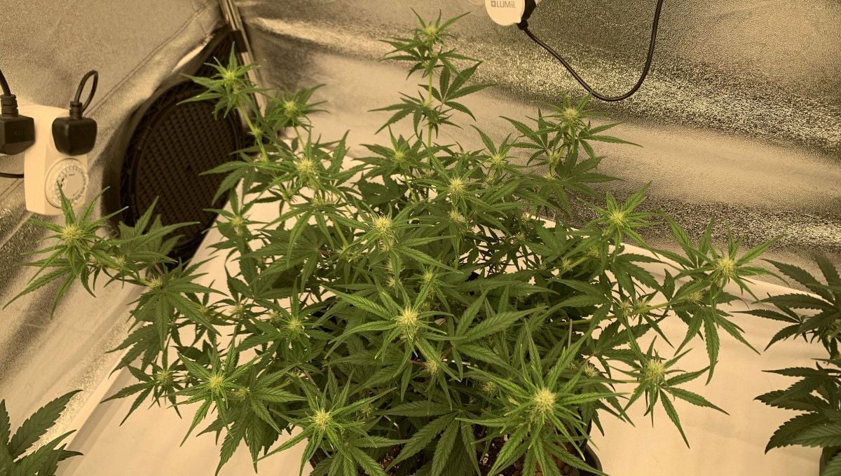 Banana Purple Punch Auto cannabis strain: early flower | weeks 6-7 | a weed plant with stretchy side branches and the first flowers