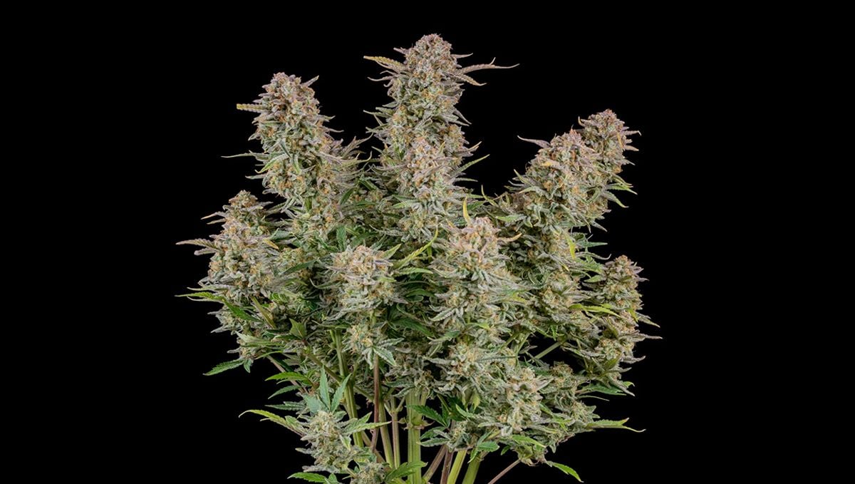 The top 5 best sativa autoflower strains: Bruce Banner Auto The top 5 best sativa autoflower strains: Bruce Banner Auto