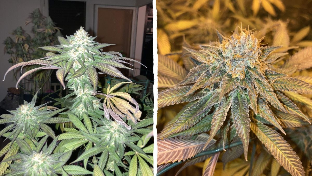 Dos-si-dos cannabis strain week-by-week guide: flowering stage week 9 and 10