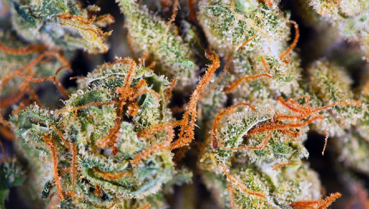 How Long Do Autoflowers Take From Seed To Harvest?: when to harvest How Long Do Autoflowers Take From Seed To Harvest?: when to harvest