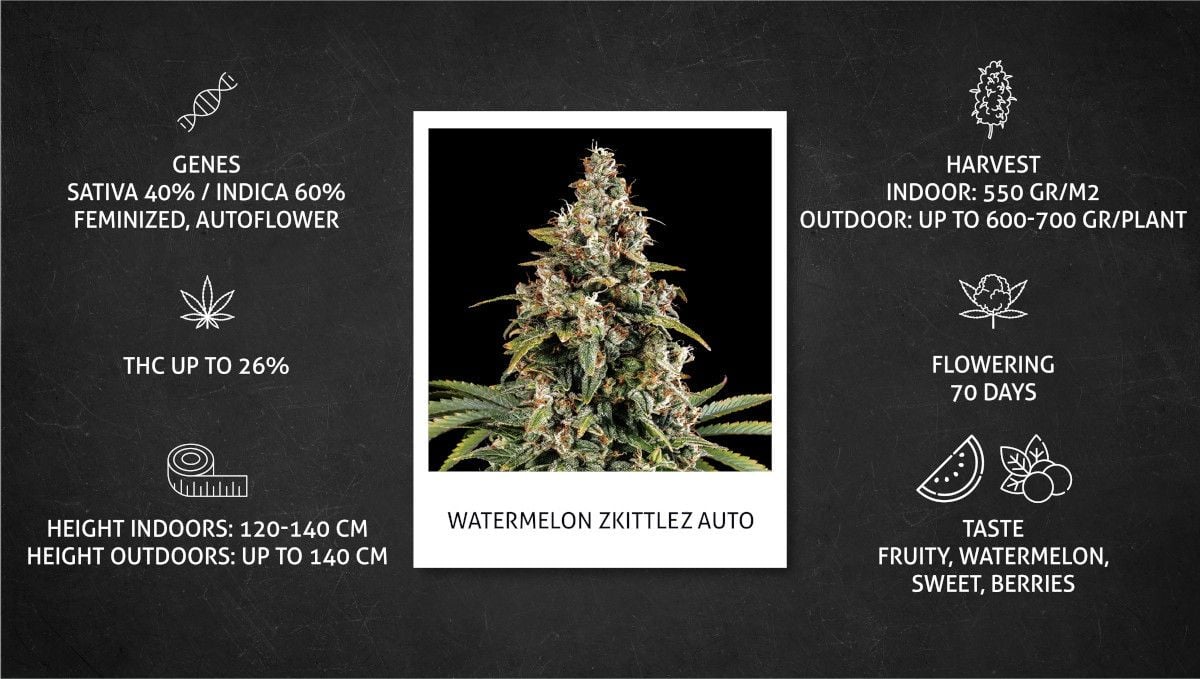 Watermelon Z Auto cannabis strain: specs sheet