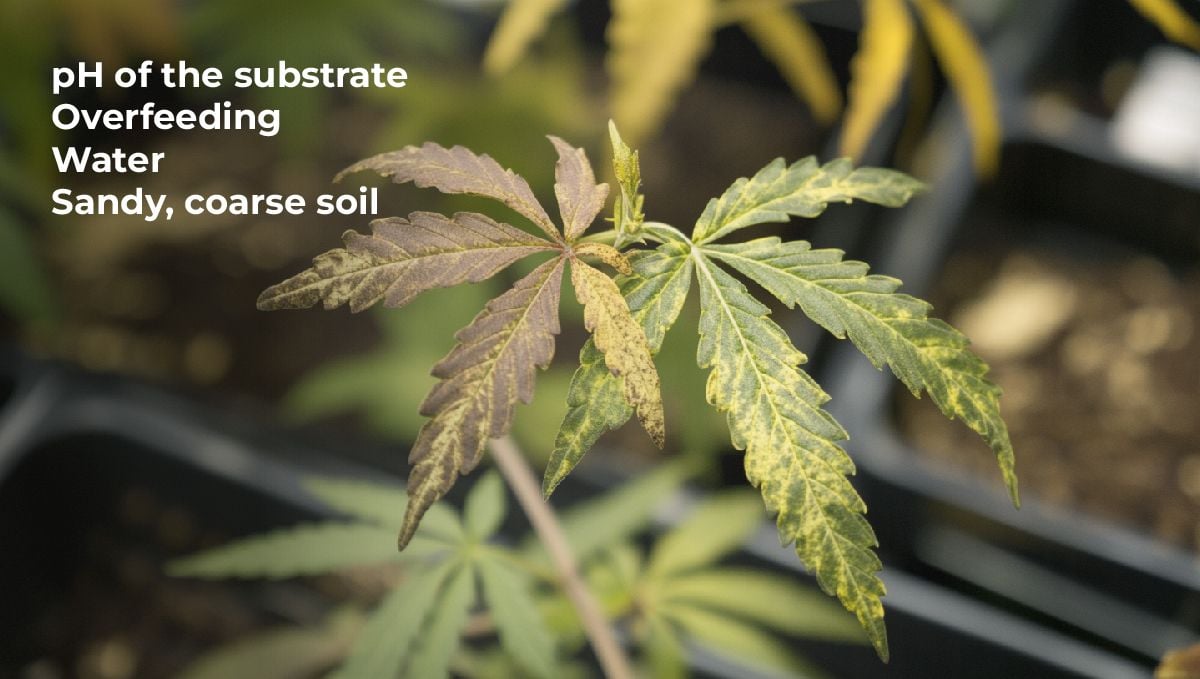 Why do calmag deficiencies appear?