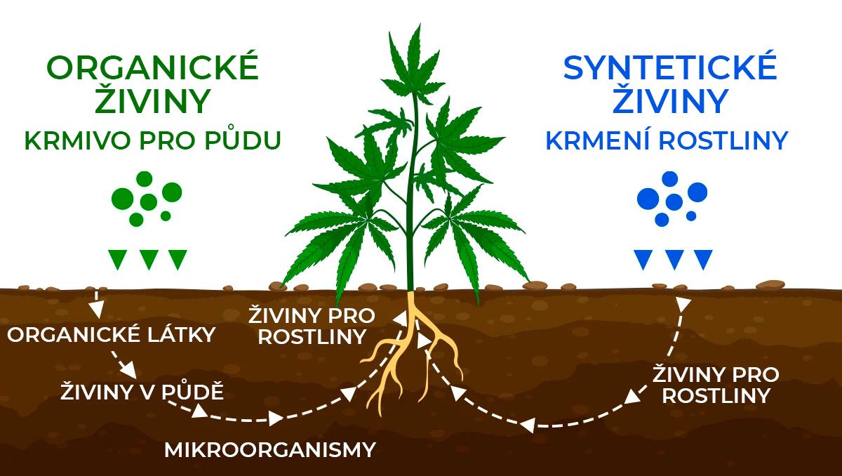 Kolik dávají samonakvétací rostliny: živiny