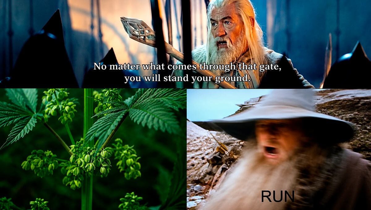 212.jpg Fast Buds and the Lord of the Rings