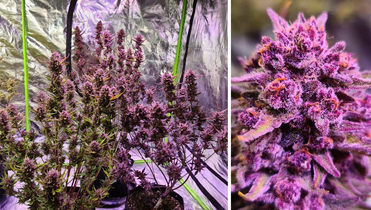 Gorilla Punch Auto cannabis strain: ripening and harvest | weeks 10 | purple autoflowers with fading leaves and mature flowers and a closeup of a resin-covered purple bud