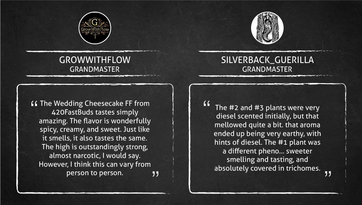 Wedding Cheesecake FF cannabis strain: smoke report Wedding Cheesecake FF cannabis strain: smoke report