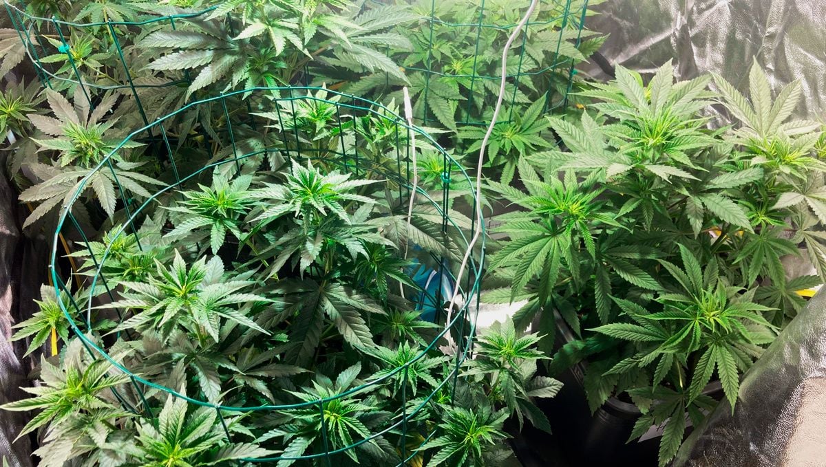 Dos-si-dos cannabis strain week-by-week guide: vegetative stage week 3