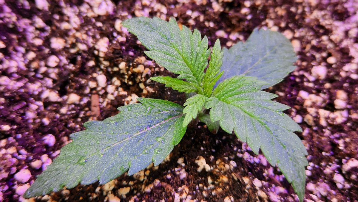 Ein junges Strawberry Gorilla Auto-Sämling in der frühen Wachstumsphase, Woche 2, besprüht zur Pflege. ©CannaTrope