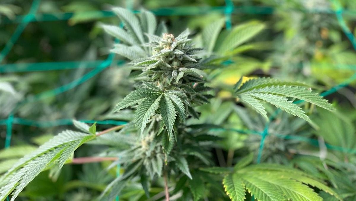 Top 5 cheap autoflowering seeds: no problem with light leaks