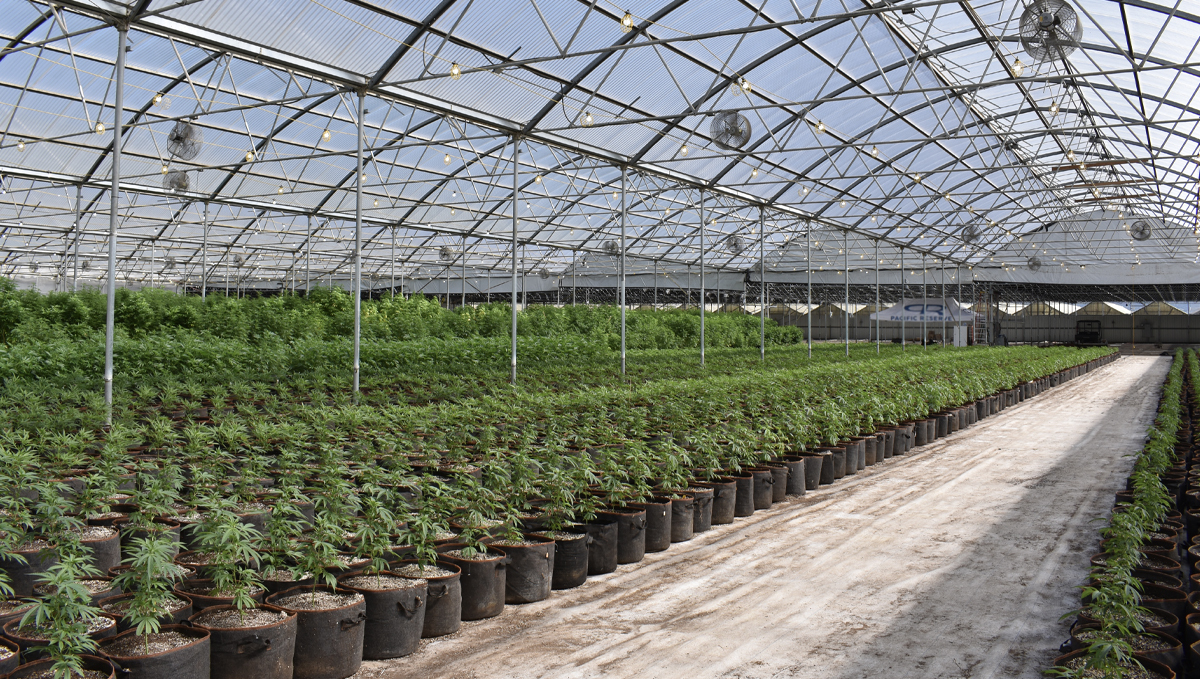 From NBA to THC: Chris Webber to Open a Cannabis Facility in Detroit: Thousands of cannabis plants growing in a greenhouse
