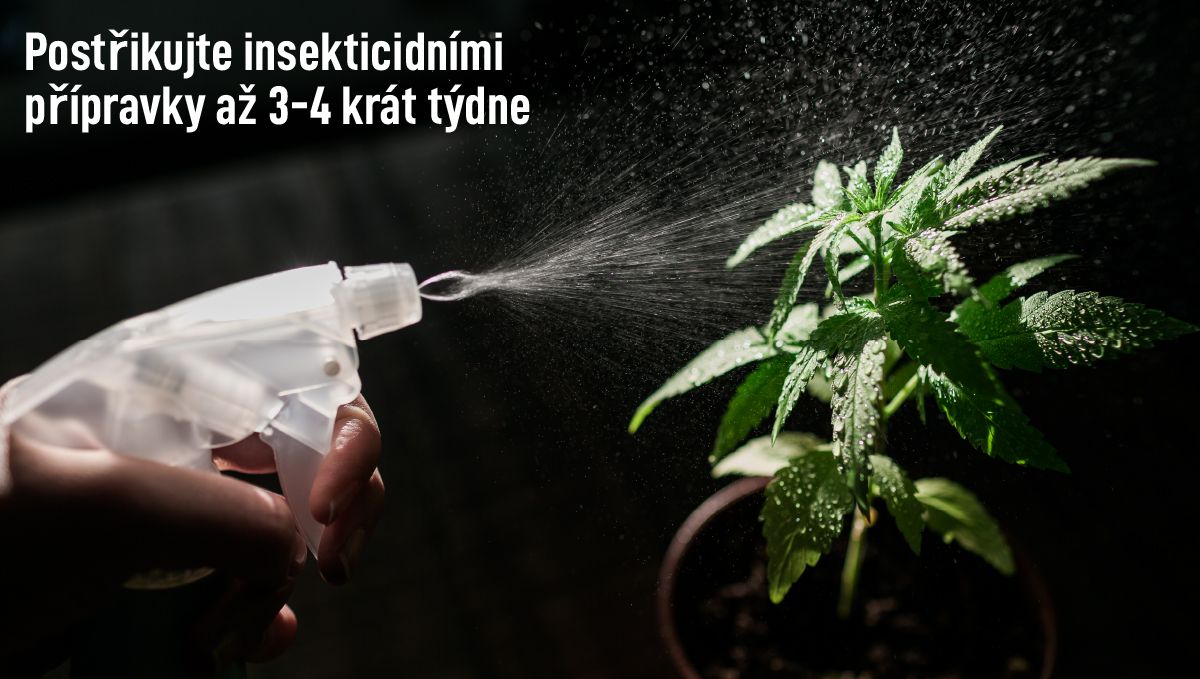 Široký roztoč: jak se s ním vypořádat Široký roztoč: jak se s ním vypořádat