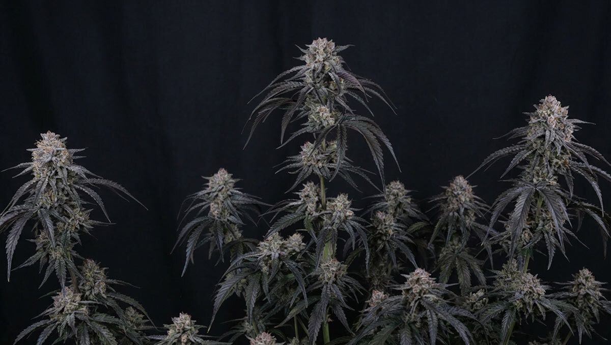 mango frost