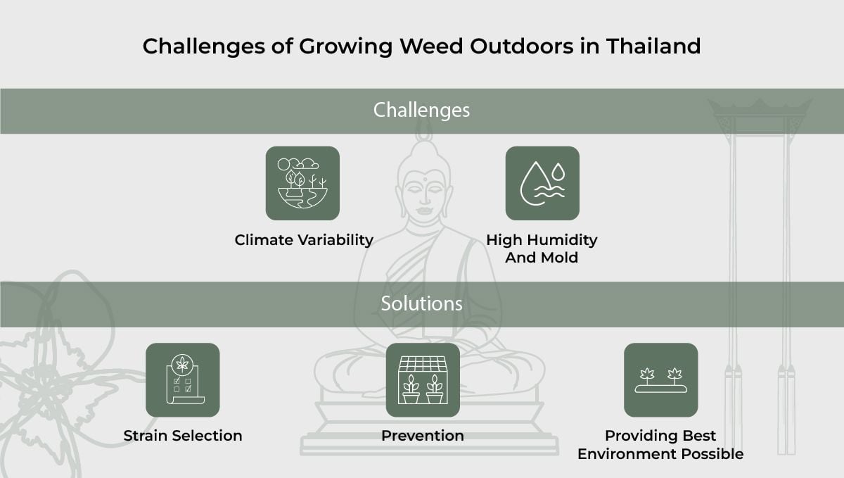Challenges of growing weed Outdoors in Thailand.