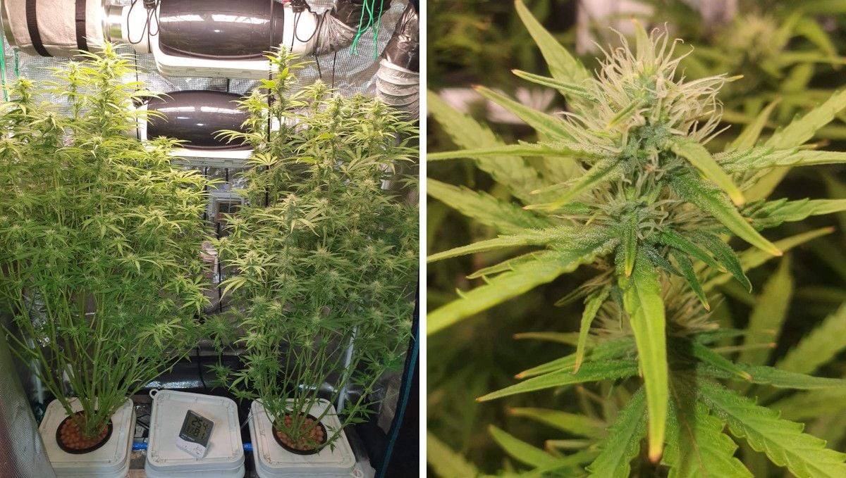 Pineapple Express Auto cannabis strain: early flower | weeks 6-7 | two stretchy and bushy auto flowers in DWC and one of their buds