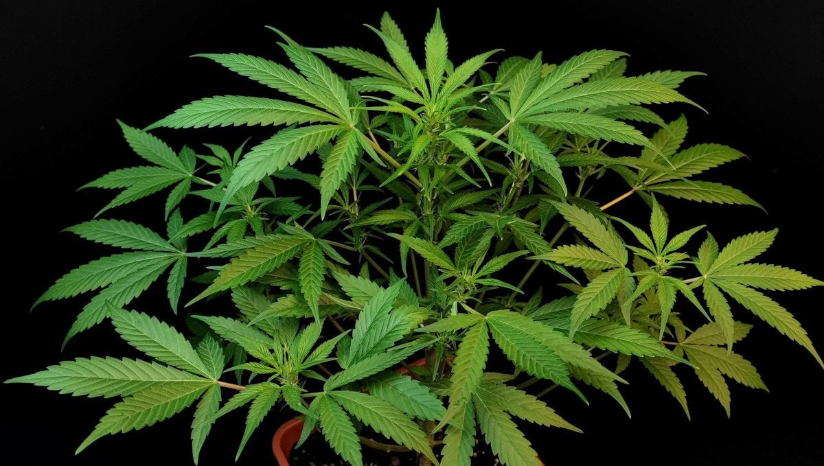 Tropicana Cookies Auto cannabis strain: mid veg | weeks 3-4 | a big and healthy untrained indoor autoflower